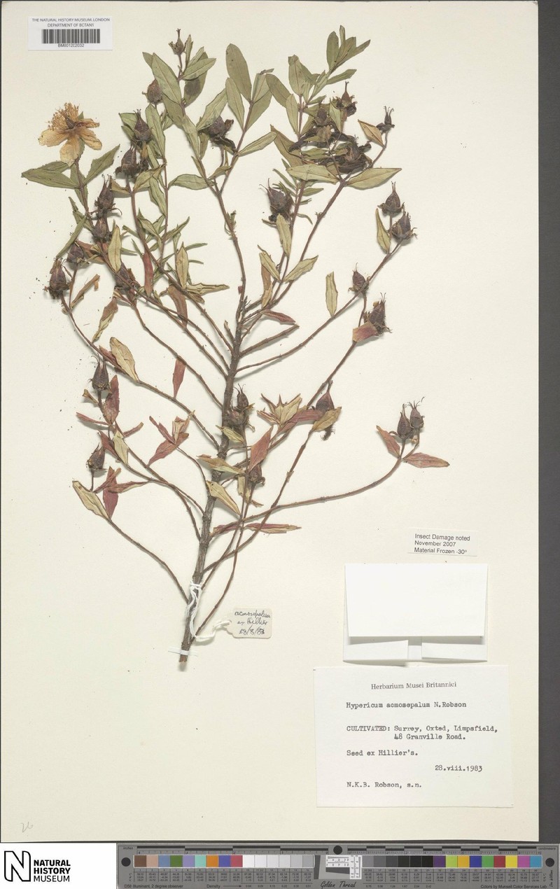 Hypericum acmosepalum photo 5