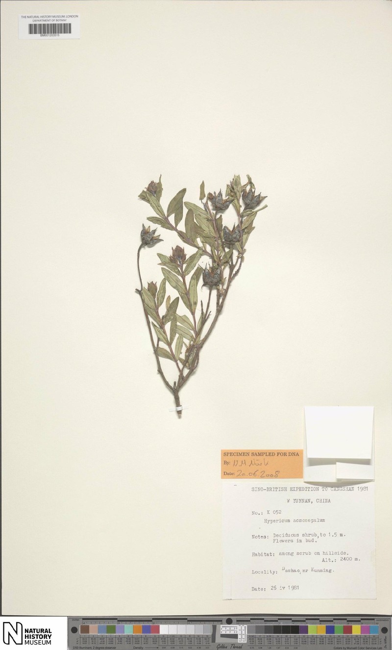 Hypericum acmosepalum photo 6