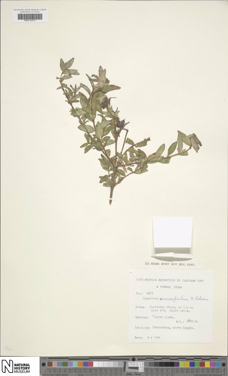 Hypericum acmosepalum photo 7