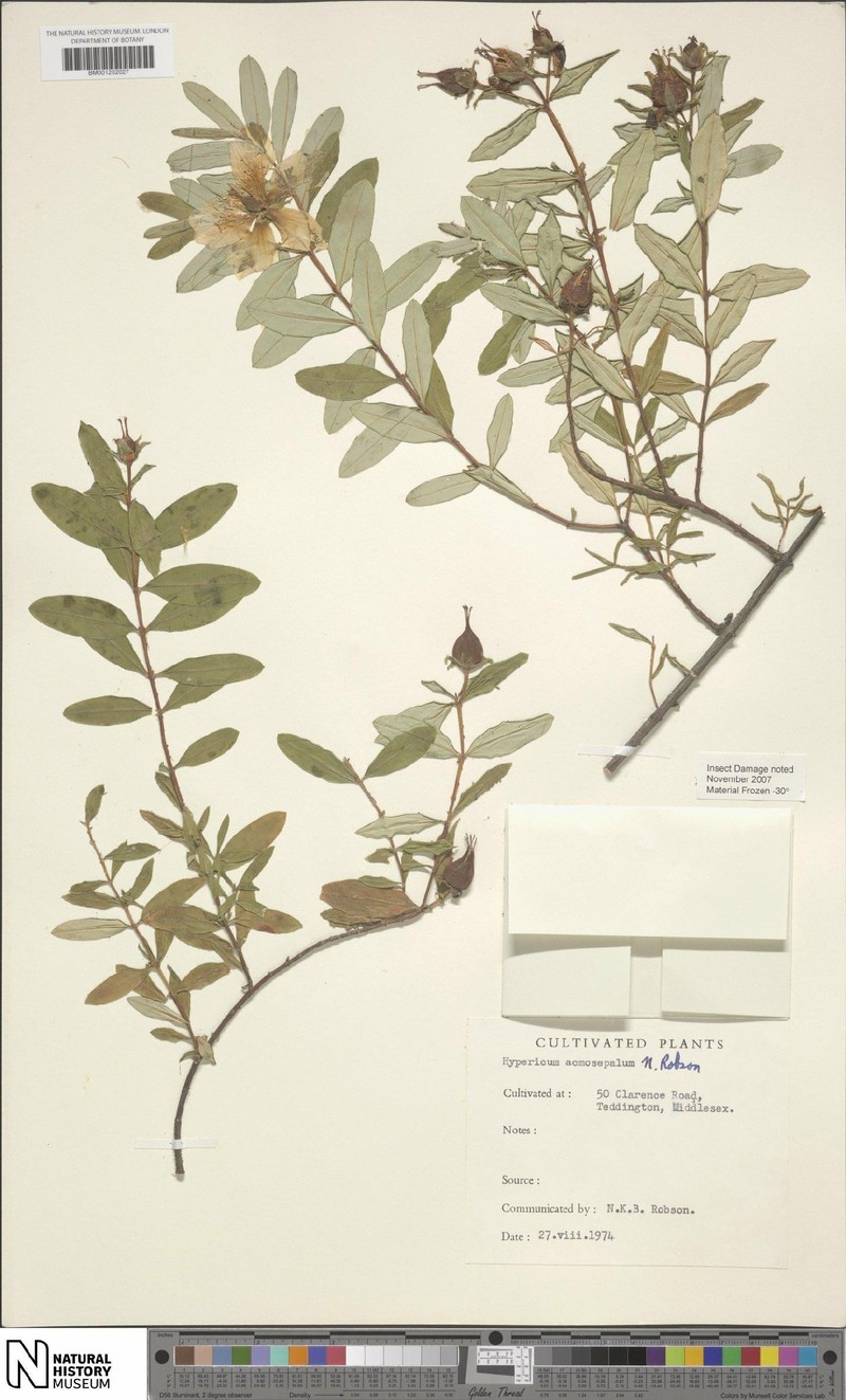 Hypericum acmosepalum photo 8