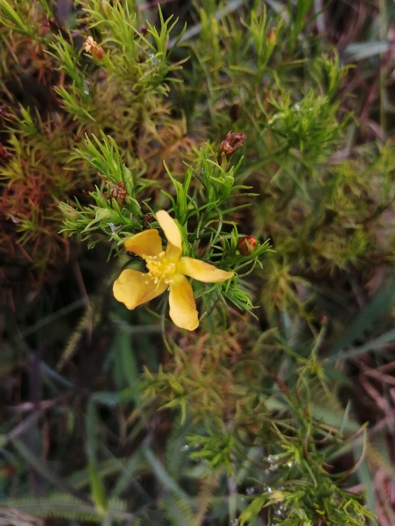 Hypericum acostanum