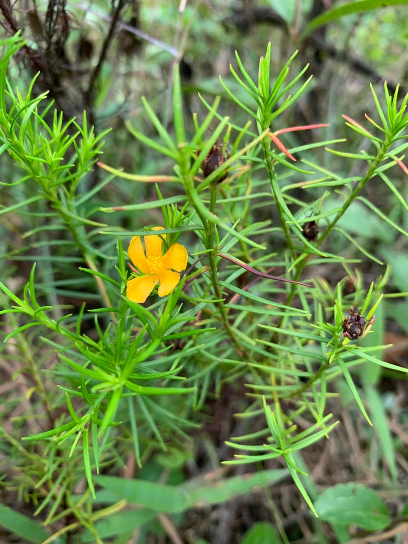 Hypericum acostanum photo 2
