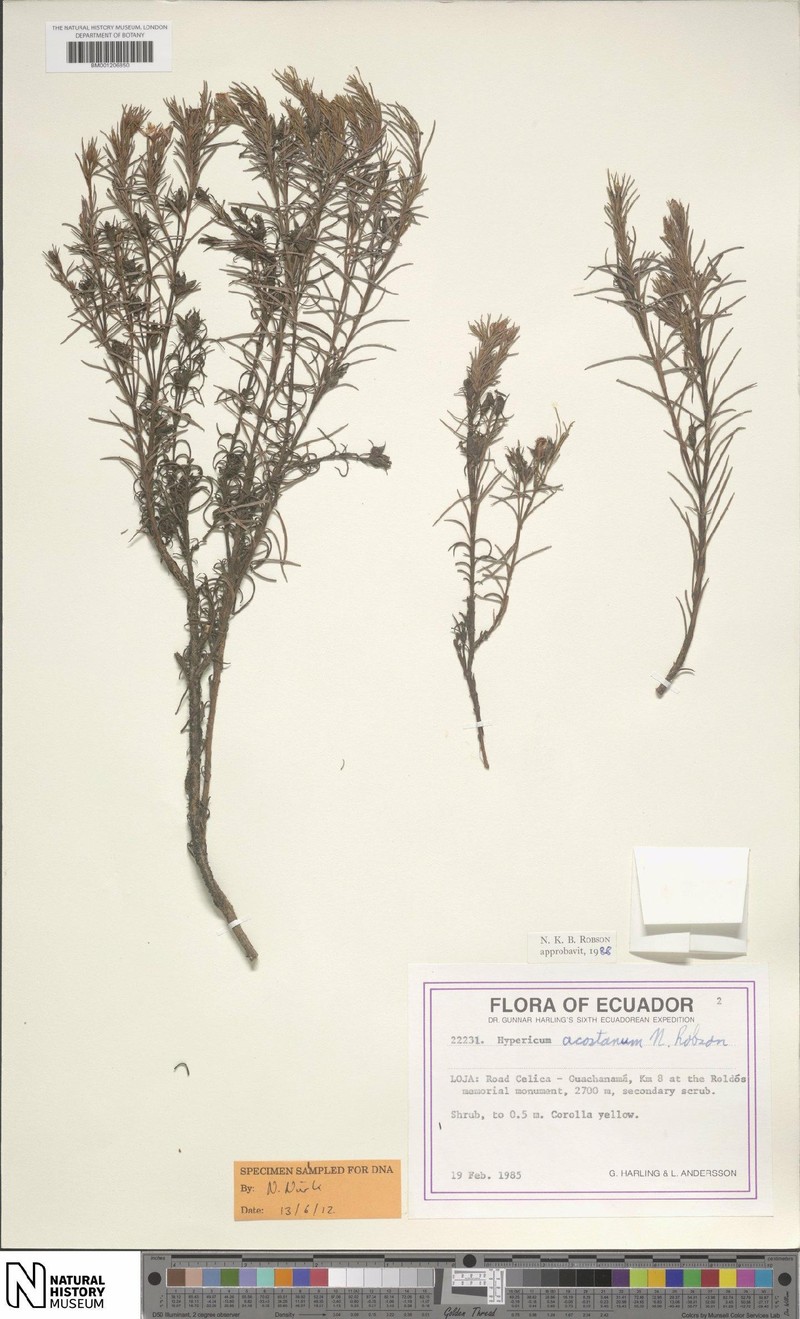 Hypericum acostanum photo 3