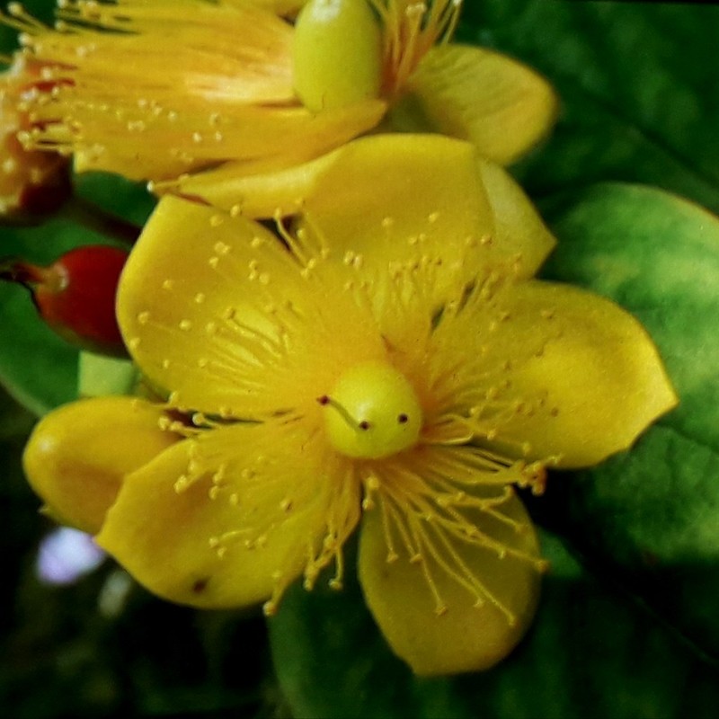 Hypericum addingtonii