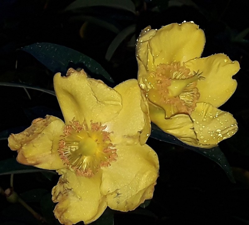Hypericum addingtonii photo 2