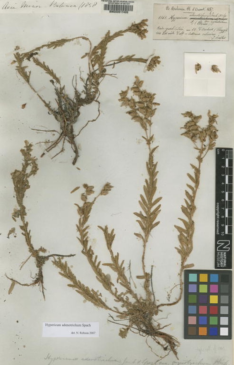 Hypericum adenotrichum