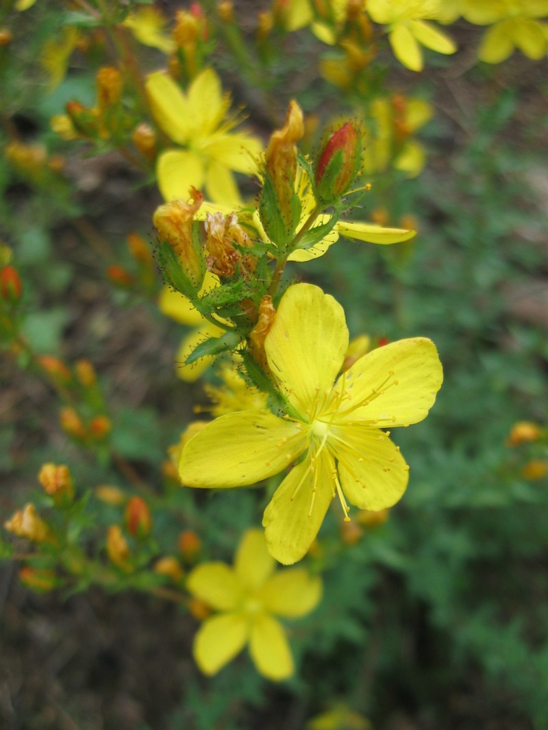 Hypericum adenotrichum photo 2
