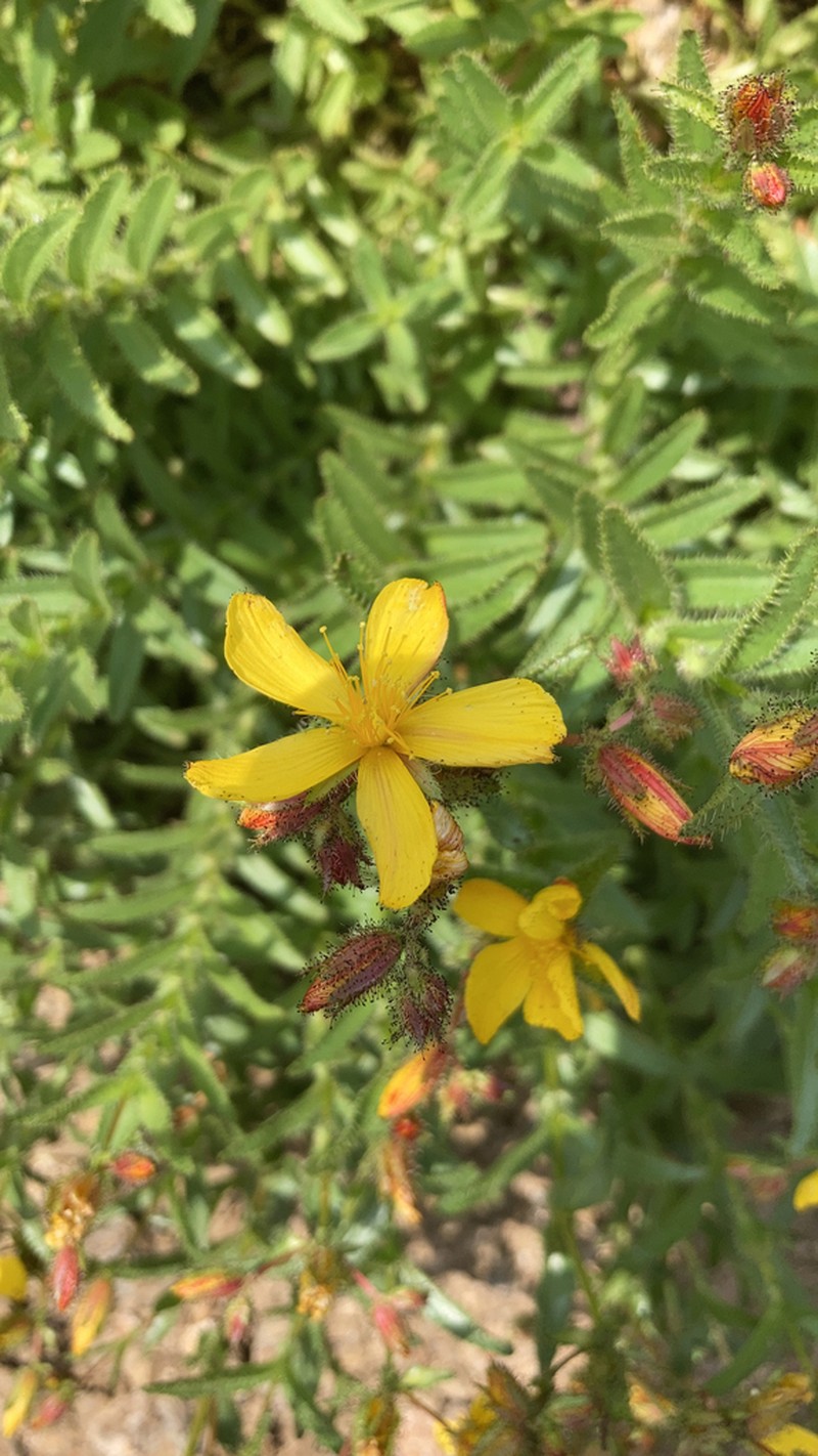 Hypericum adenotrichum photo 3