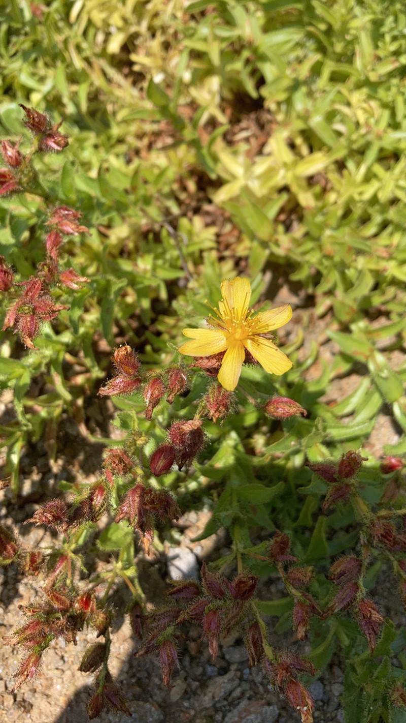Hypericum adenotrichum photo 4