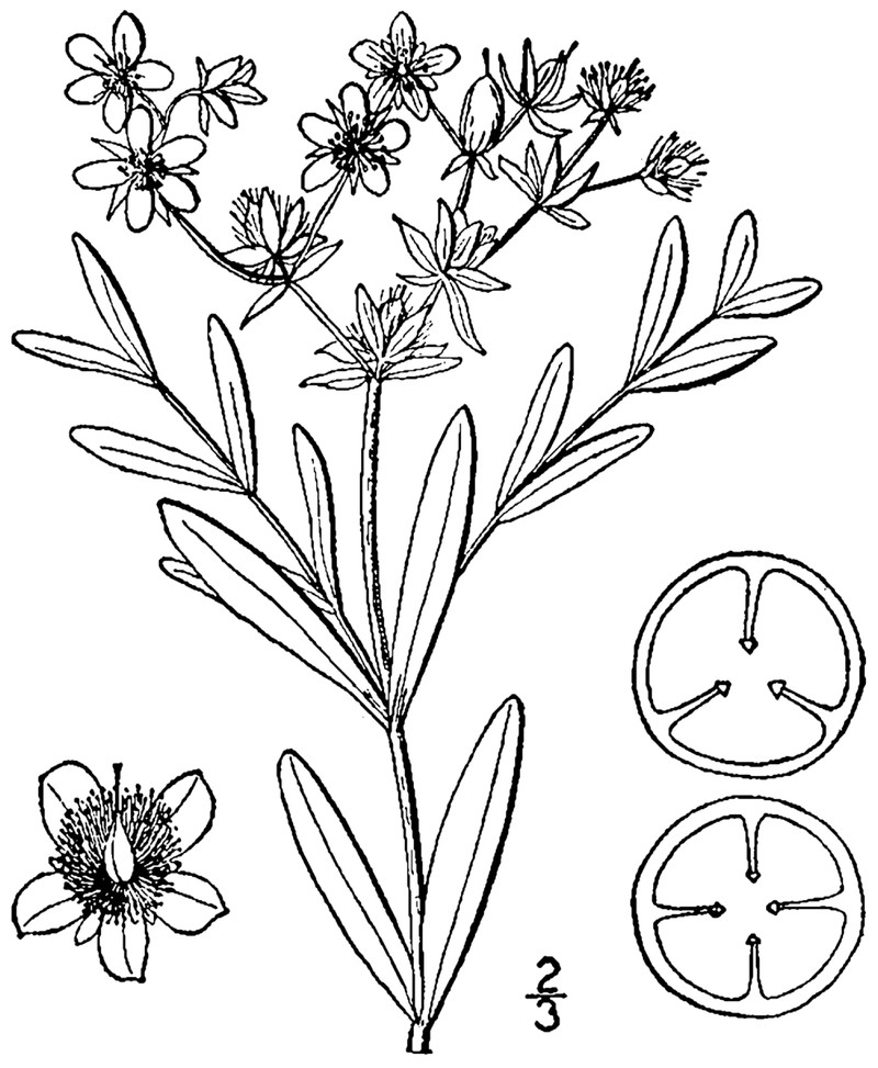 Creeping St. Johnswort