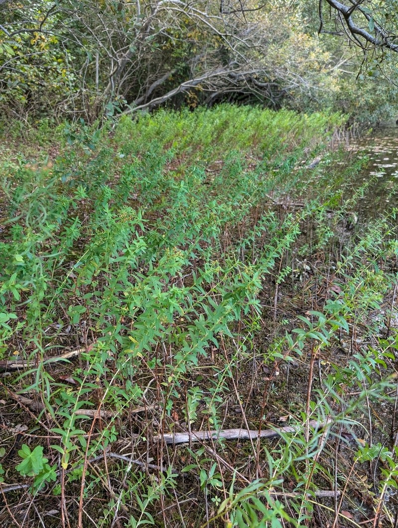 Creeping St. Johnswort