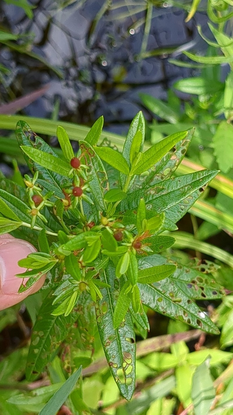 Creeping St. Johnswort photo 2