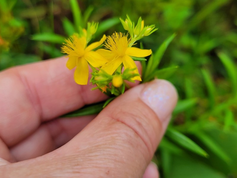 Creeping St. Johnswort photo 3