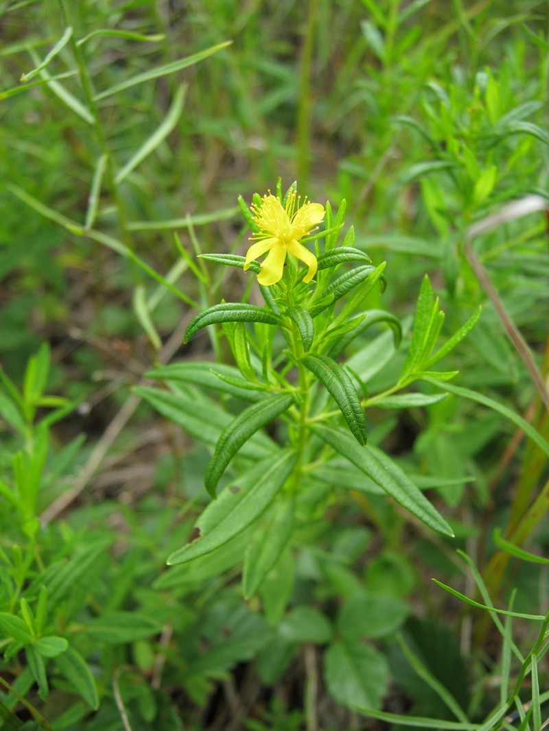 Creeping St. Johnswort photo 4