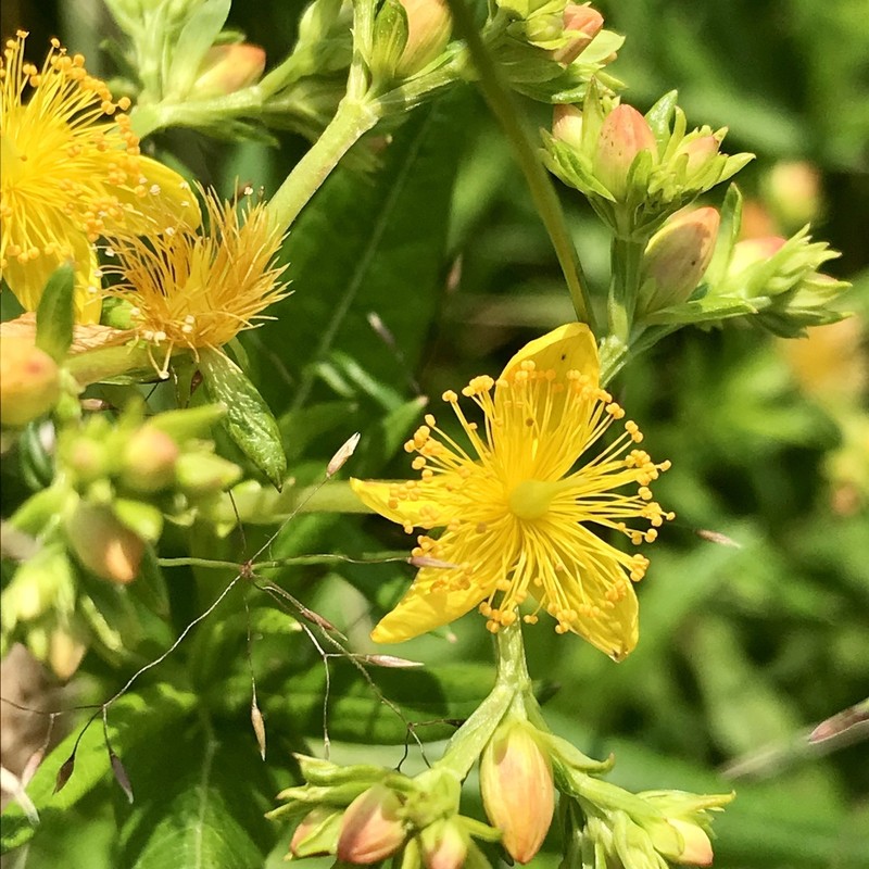 Creeping St. Johnswort photo 5