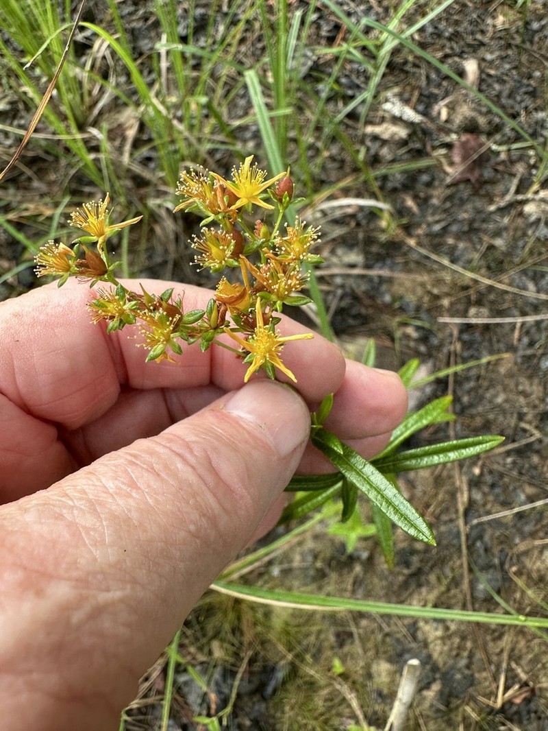 Creeping St. Johnswort photo 6