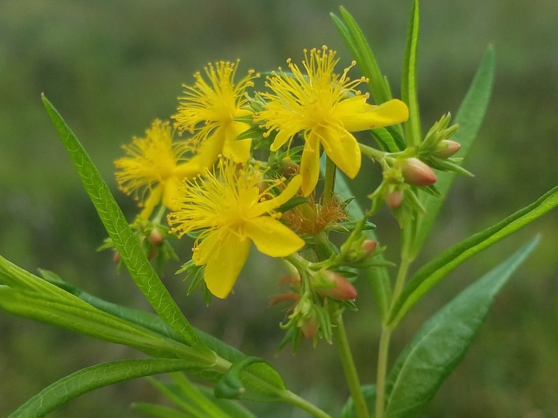 Creeping St. Johnswort photo 7