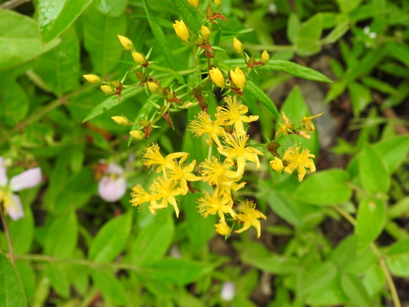 Creeping St. Johnswort photo 8