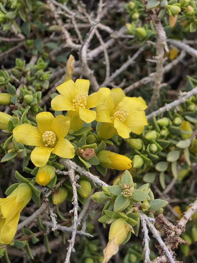Hypericum aegypticum photo 7