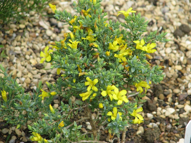 Hypericum aegypticum
