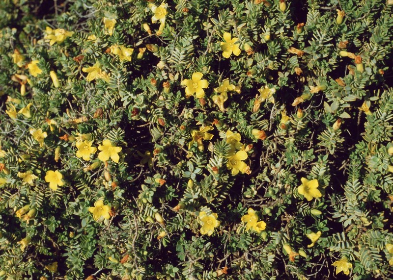 Hypericum aegypticum subsp. aegypticum