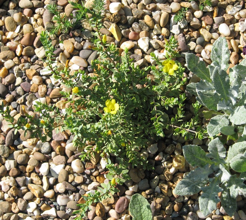 Hypericum aegypticum subsp. aegypticum photo 2