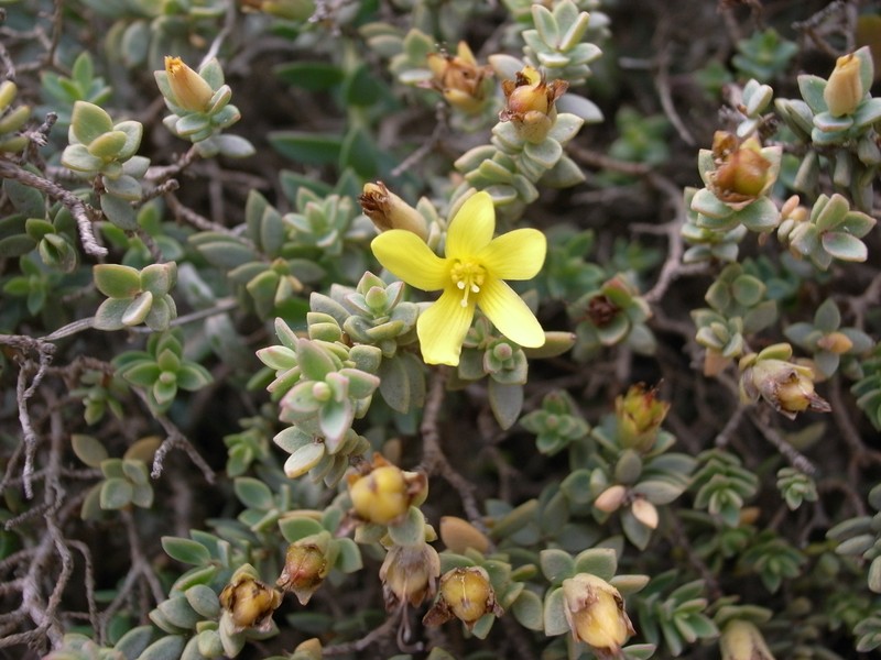 Hypericum aegypticum subsp. aegypticum photo 3