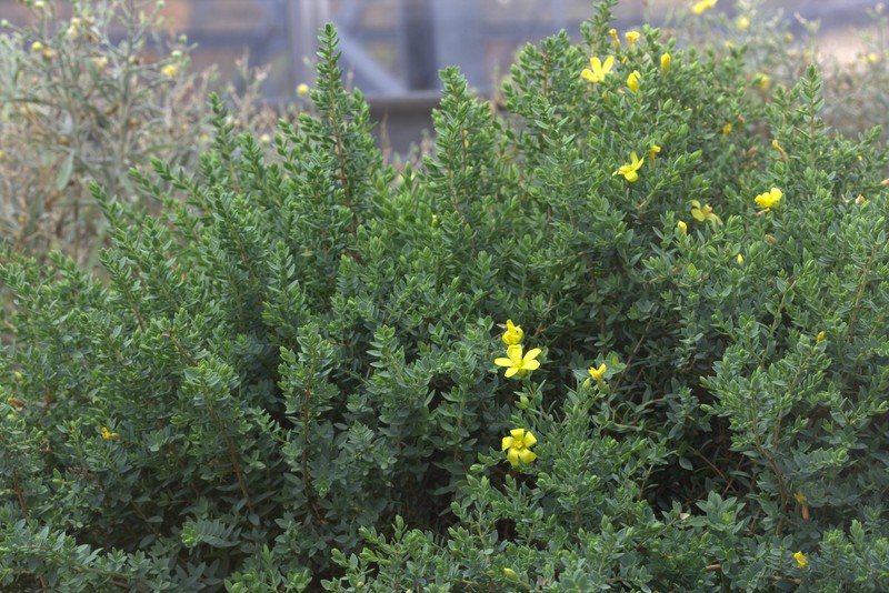 Hypericum aegypticum subsp. aegypticum photo 4