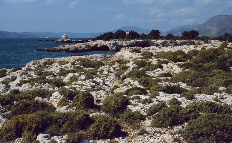 Hypericum aegypticum subsp. aegypticum photo 5