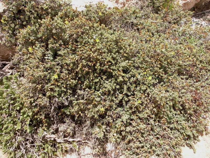 Hypericum aegypticum subsp. aegypticum photo 6