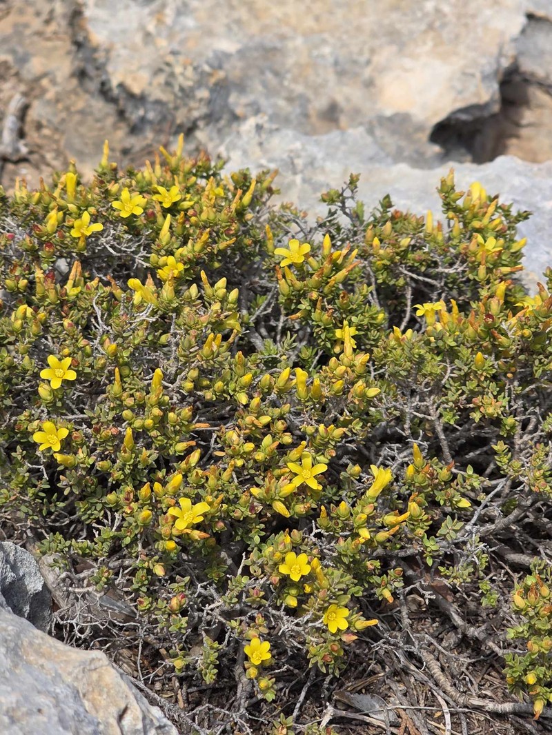Hypericum aegypticum subsp. aegypticum photo 7