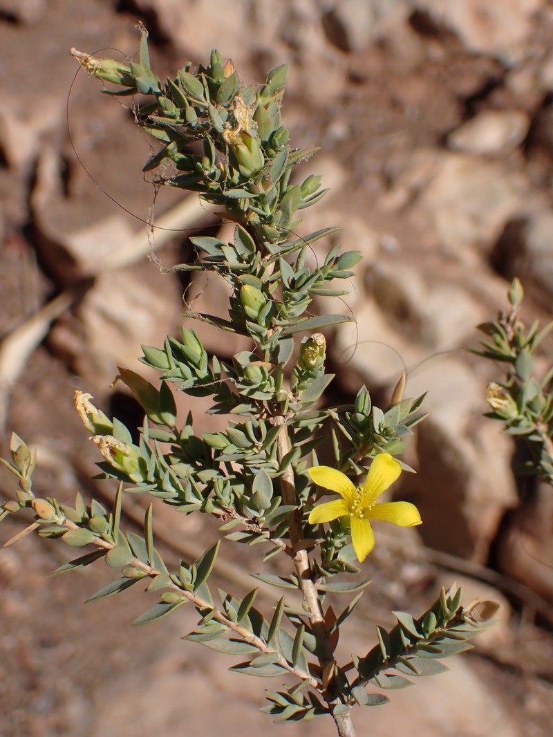 Hypericum aegypticum subsp. maroccanum