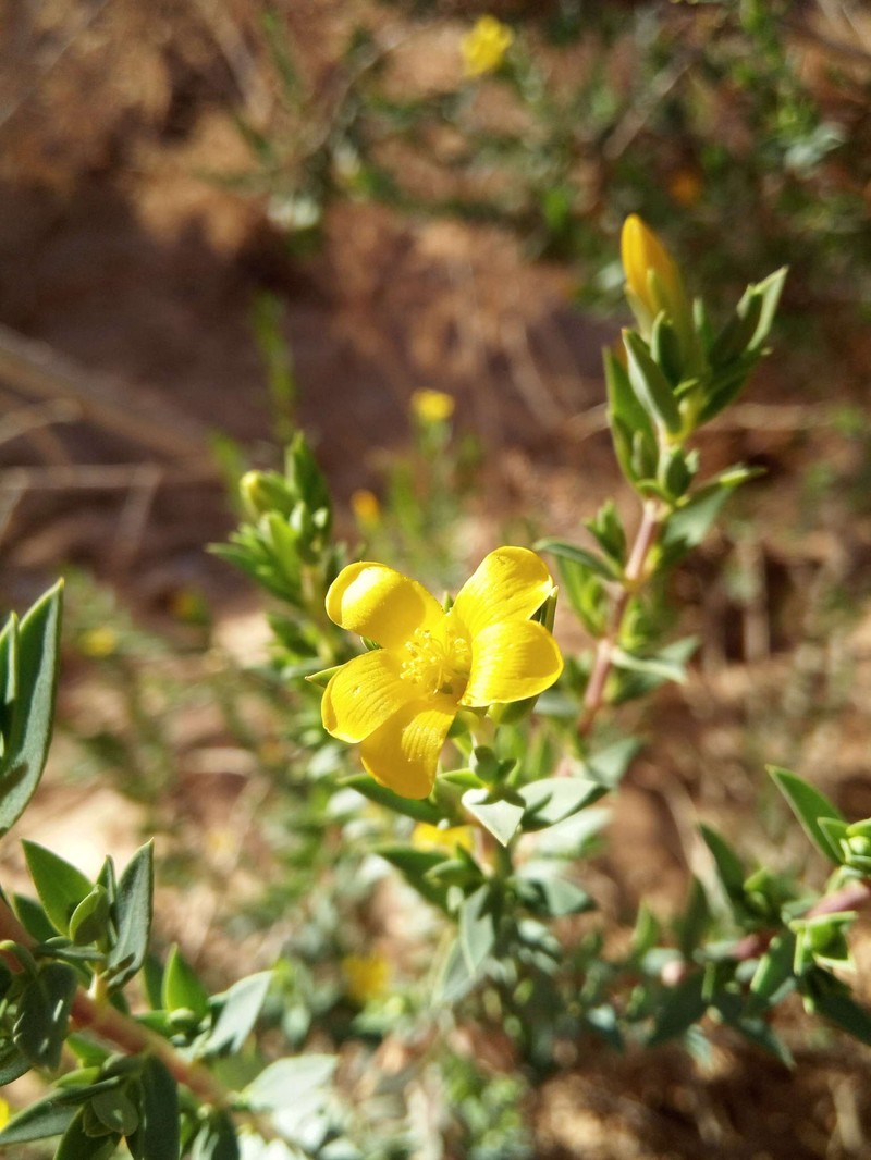 Hypericum aegypticum subsp. maroccanum photo 2