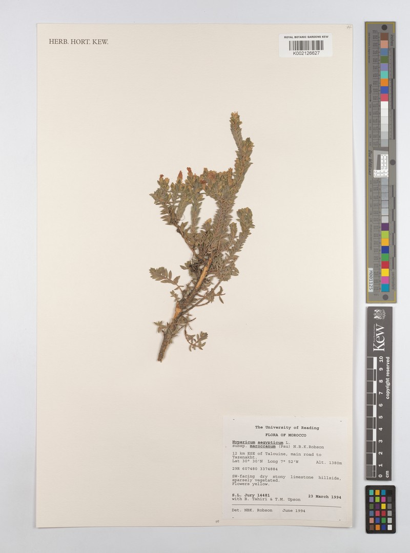 Hypericum aegypticum subsp. maroccanum photo 3