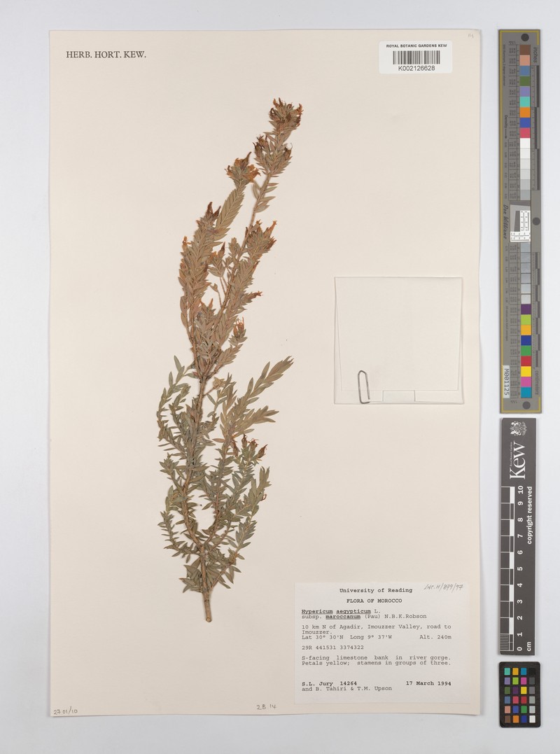 Hypericum aegypticum subsp. maroccanum photo 4