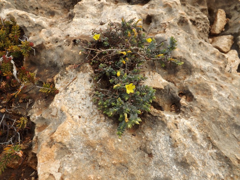 Hypericum aegypticum subsp. webbii