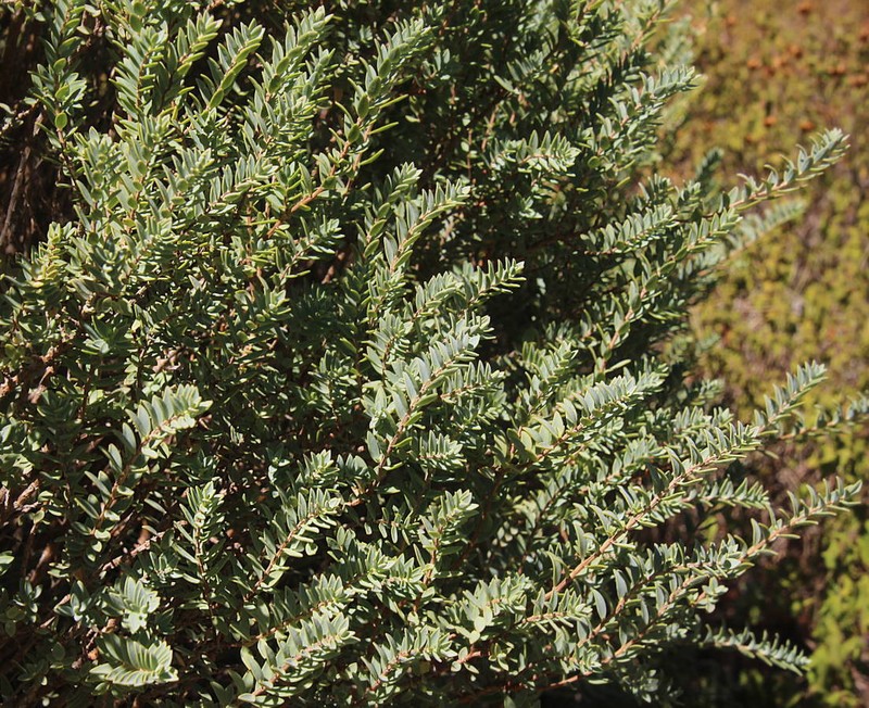 Hypericum aegypticum subsp. webbii photo 2