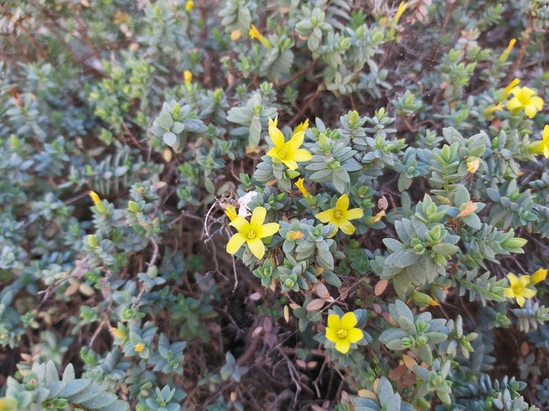 Hypericum aegypticum subsp. webbii photo 3