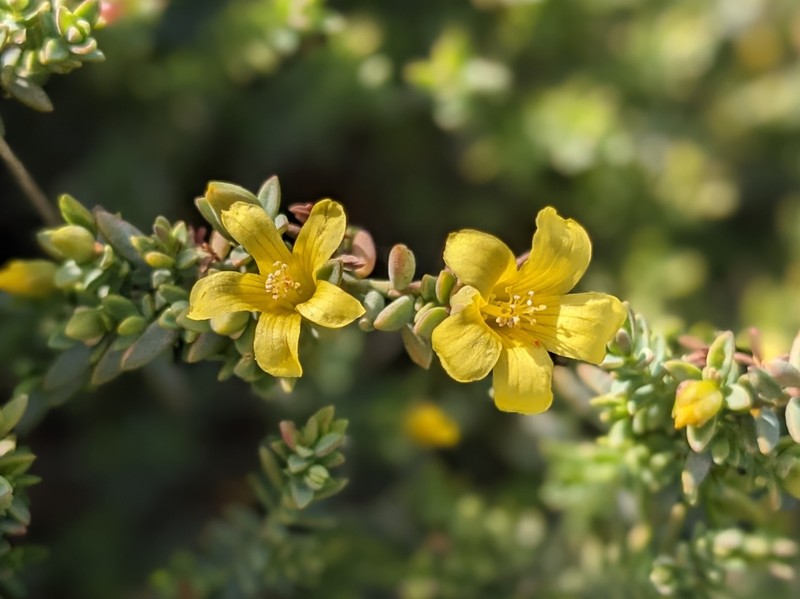 Hypericum aegypticum subsp. webbii photo 4
