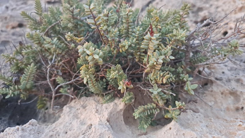 Hypericum aegypticum subsp. webbii photo 5