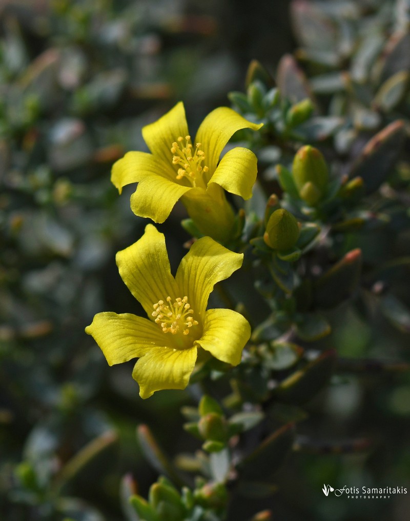 Hypericum aegypticum subsp. webbii photo 6