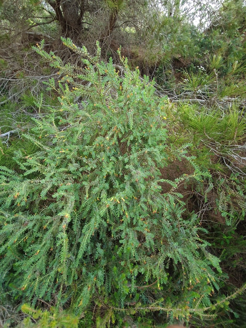 Hypericum aegypticum subsp. webbii photo 7