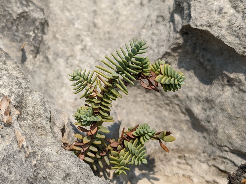 Hypericum aegypticum subsp. webbii photo 8