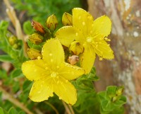 Hypericum aethiopicum