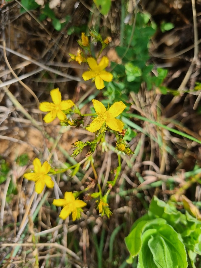 Hypericum aethiopicum photo 2