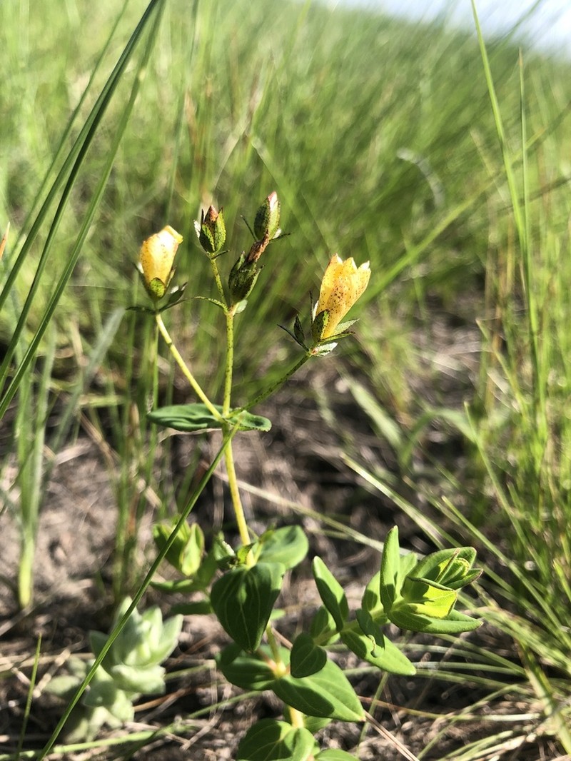 Hypericum aethiopicum photo 3