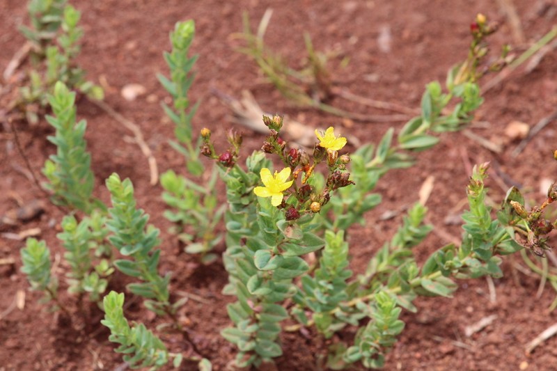 Hypericum aethiopicum photo 4