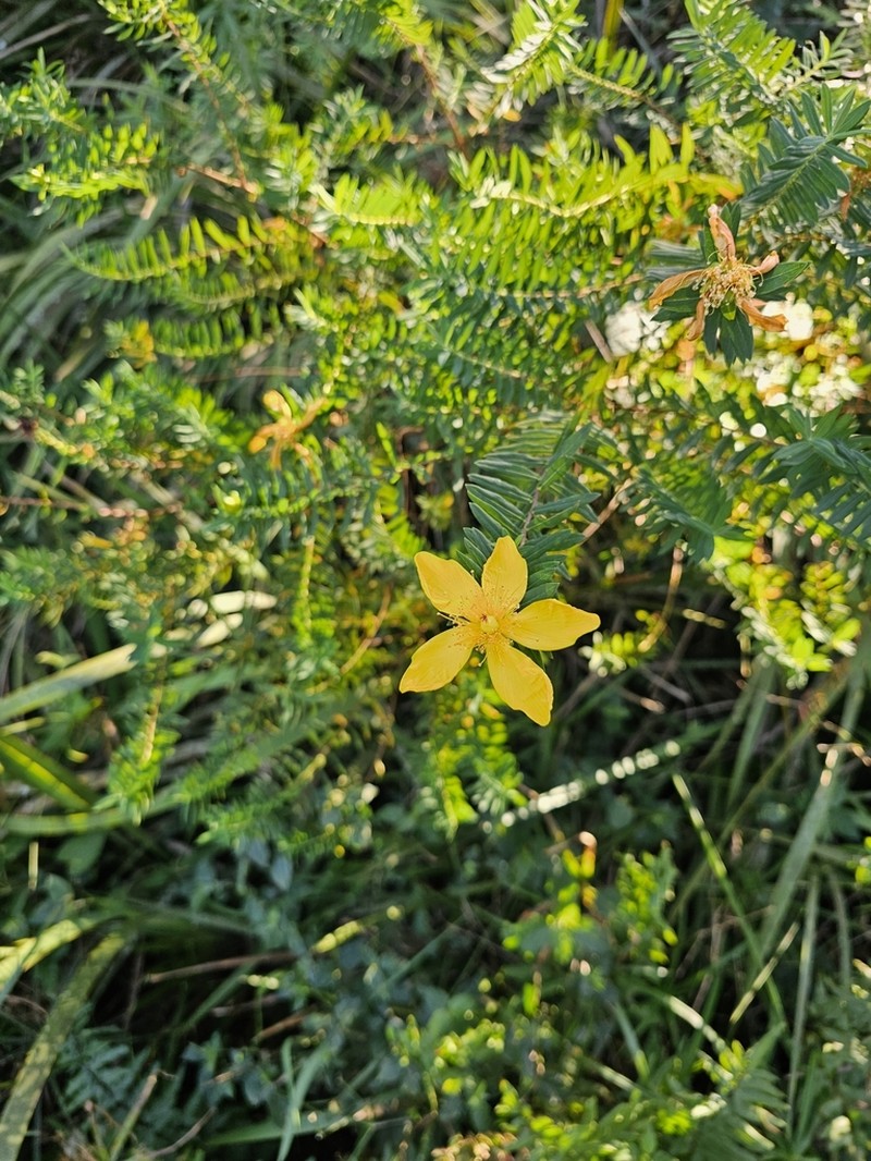 Hypericum aethiopicum photo 5