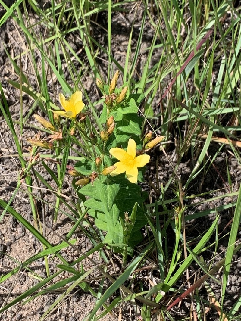 Hypericum aethiopicum photo 6