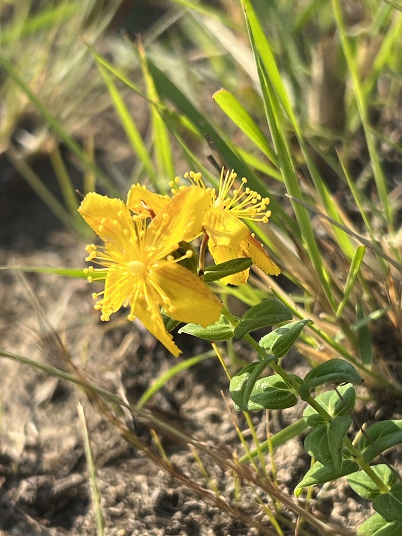 Hypericum aethiopicum photo 7